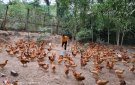 Mô hình chăn nuôi gà của của Ông Nguyễn Xuân Thủy và bà Nguyễn Thị Oanh thôn Bắc Yến, xã Hải Yến